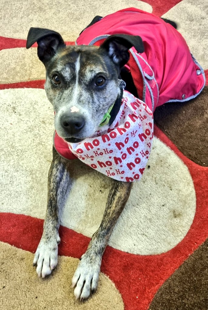 Good morning Staffy Lovers, last day of 2022 &amp; we have a very special appeal for you pls....
Hughie, our bestest boy is in need of a Foster/Furever Home to get him out of kennels &amp; we need your help pls!
If you RT only 1 post today, make it this one pls 🙏 seniorstaffyclub.co.uk/adopt-a-staffy…