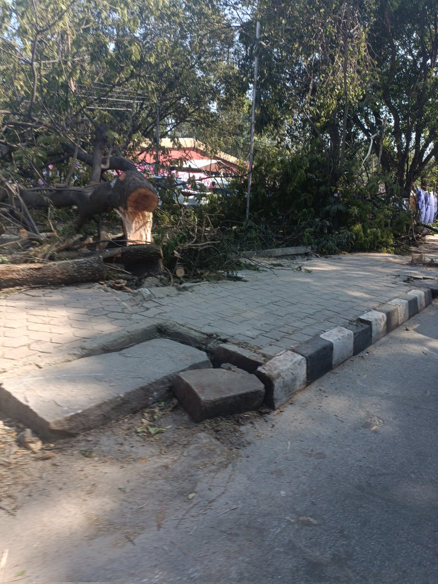 samrudhshegde's tweet photo. Multiple trees have been cut on Bellary Road outside palace grounds overnight (Mekhri Circle) 

Where are the people who protested against the Steel Flyover? Where is the same outrage? 

The trees are decades old and no attempts have been made to transplant them.
#bengaluru https://t.co/o80mPWngXD