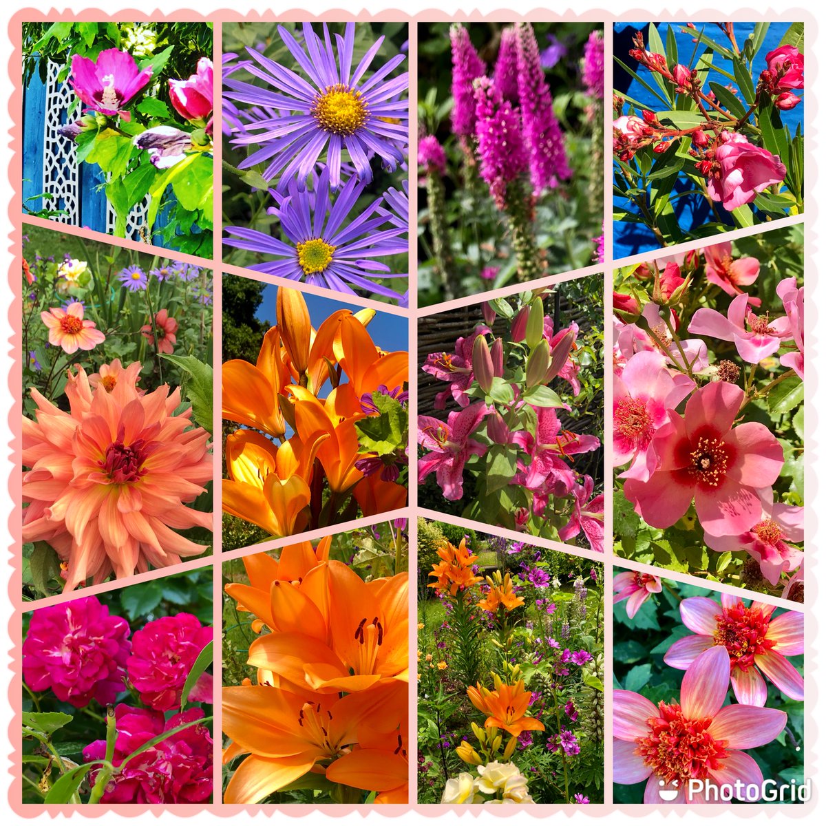 looking forward to my garden in 2023 and everybody’s lovely gardening posts. Wishing you all a colourful, floriferous Year ahead. #NewYear2023 #GardeningTwitter #mygarden #Flowers #gardening #SeedsForTheFuture #bulbs #nearlyspring #HappyNewYear