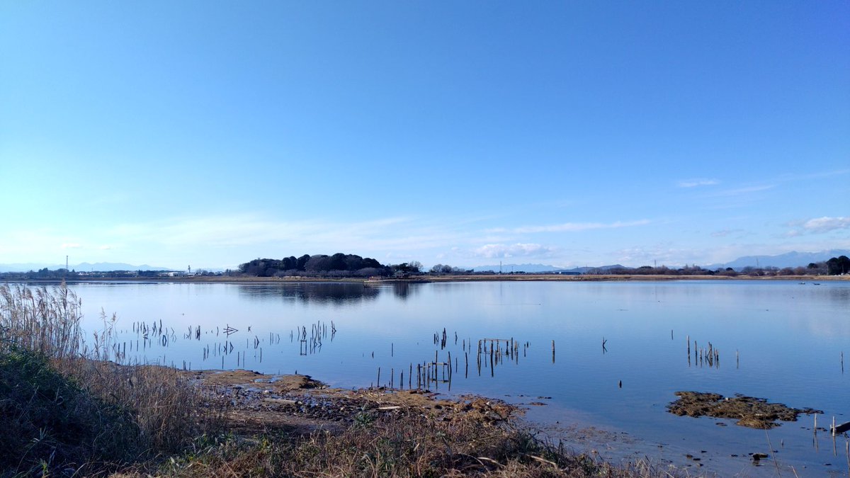 cygnus_wing's tweet photo. 館林市にある多々良沼。利根川の旧河道で、沼畔には利根川により運ばれた砂が堆積した砂丘があり、松林となっている。
この砂丘は砂鉄を多く含み、名前のとおりかつては「たたら製鉄」が行われていたとのこと。 https://t.co/4VaqSnUgkn