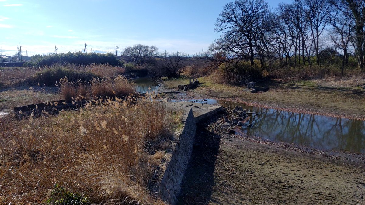 cygnus_wing's tweet photo. 多々良沼から流れ出る多々良川に設けられた木戸堰。
ここから用水路へと取水し館林市北部を灌漑する。
灌漑期は堰を閉鎖し水位が高くなると思われるが、今は水がほとんどなくかつての堰であろう構造物が見てとれる。
灌漑期は上流の多々良沼の水位も高くなるようだ。 https://t.co/c73Ynla5yu