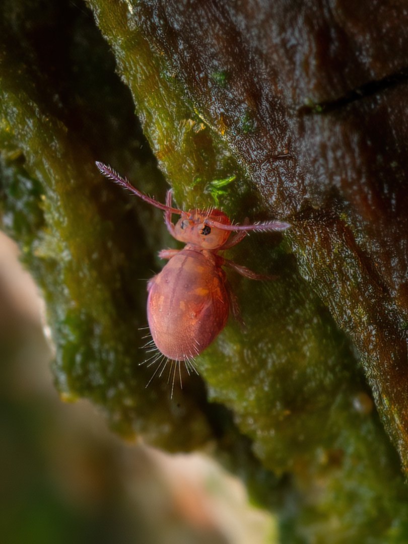 macrow4ve's tweet photo. Globular springtail. 𝘋𝘪𝘤𝘺𝘳𝘵𝘰𝘮𝘢 𝘧𝘶𝘴𝘤𝘢 (possibly).
Tried my MC-20, some extension tubes and 60mm. It was very dark!
#macro #macrophotography #insect #wildlifephotography #entomology #BBCWildlifePOTD #invertmacro #nutsaboutnature #bbcspringwatch #insectphotography https://t.co/o2m15wGm1r