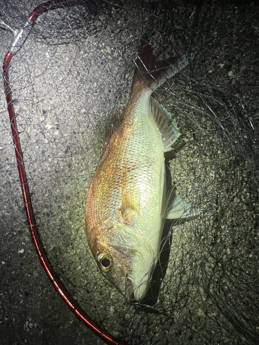 ryuuchan926's tweet photo. 釣りの方も今年1年はいい釣果を残すことが出来ました🐟
来年もいい釣果残せるように頑張りましょう🔥 https://t.co/PUSExwDrqY