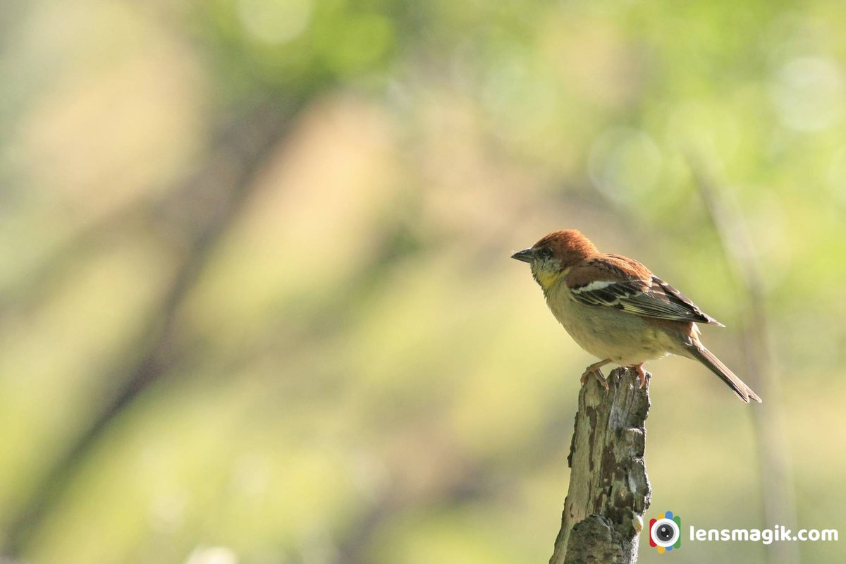 np_photographer's tweet photo. Russet Sparrow https://t.co/wF1Qcw6lsC Sparrow #russetsparrow #sparrow #himalayanbird #himalayanbird #birdsofIndia #birdsofmanali #birdsofharkidun #aboutrussetsparrow https://t.co/8SMieDJQeq