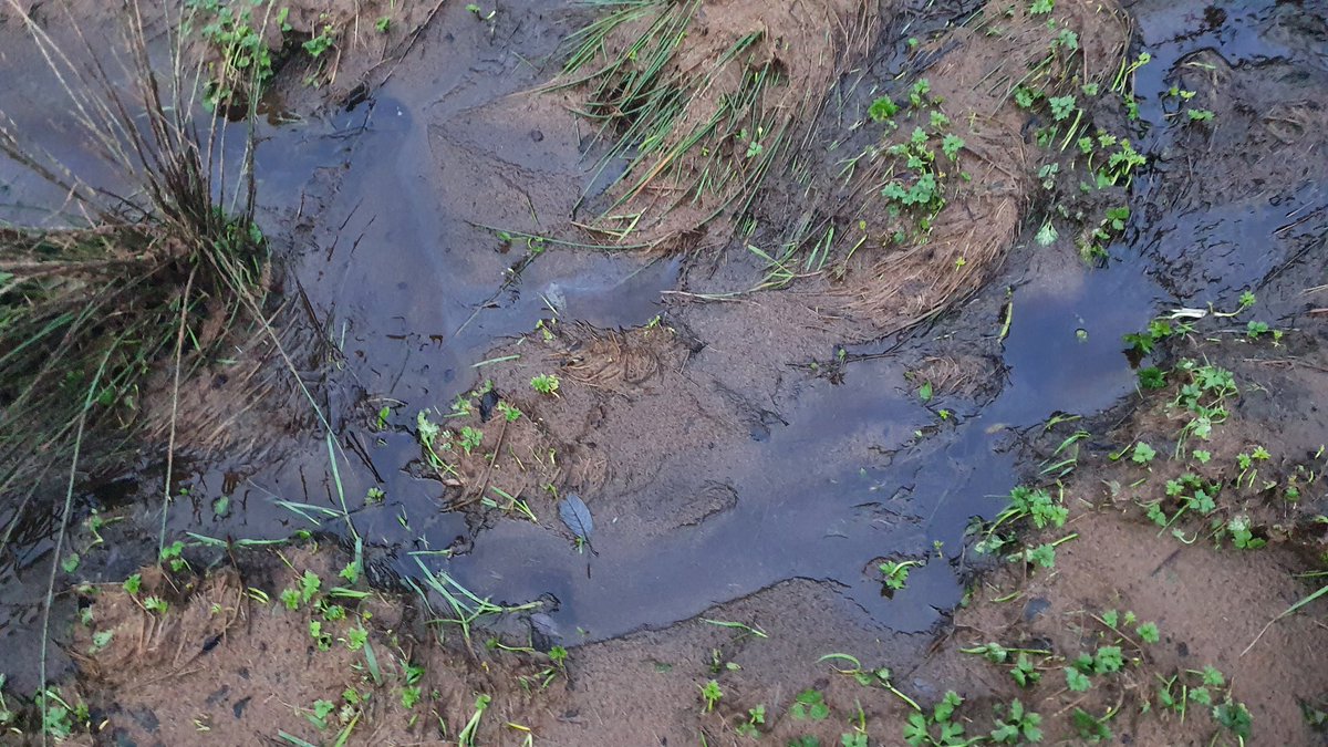 Ó Foghlú tweet media