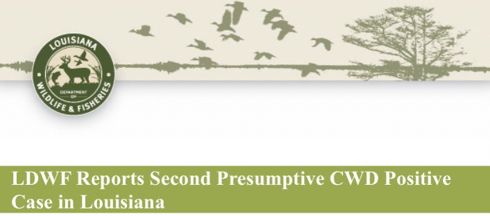 lsuvetmeddean's tweet photo. Pathogen surveillance is part of #WeProtect @LSUVetMed. Detecting the 2nd presumptive case of CWD in Louisiana earlier this week, we have reported our findings to #LDWF. Huge thanks to Drs. Mariano Carossino & #LADDL team for providing this important service. #BetteringLives #LSU https://t.co/EHJWup6w9l