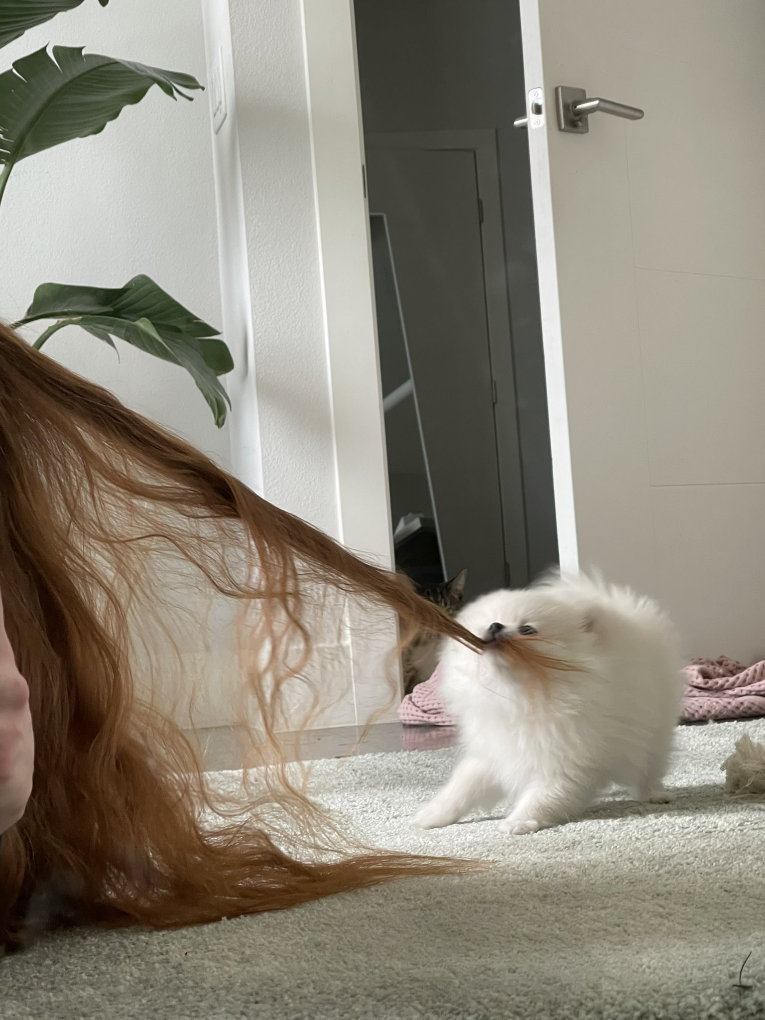 helena on Twitter: "Can i commission someone to paint this https://t.co