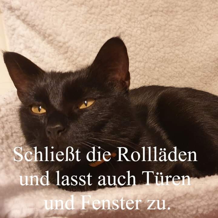 CatpalaceAT's tweet photo. Heute mal ein wichtiger Beitrag für alle unsere Samtpfoten sowie auch für die meisten anderen Haustiere.
Bitte passt zu Silvester gut auf eure treuen Gefährten auf, holt sie rechtzeitig ins Haus rein, da oft schon am frühen Nachmittag mit den lauten Böllern begonnen wird. https://t.co/XydLgln5dF