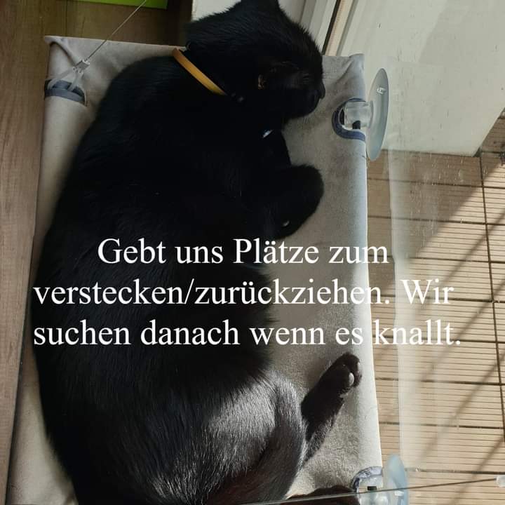 CatpalaceAT's tweet photo. Gebt ihnen eine sichere Zuflucht und helft ihnen durch diese Nacht. Sie verstehen nicht, was los ist und für manche geht gegen Mitternacht die Welt unter. https://t.co/cNlFzAp3mB
