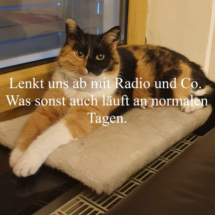 CatpalaceAT's tweet photo. Gebt ihnen eine sichere Zuflucht und helft ihnen durch diese Nacht. Sie verstehen nicht, was los ist und für manche geht gegen Mitternacht die Welt unter. https://t.co/cNlFzAp3mB