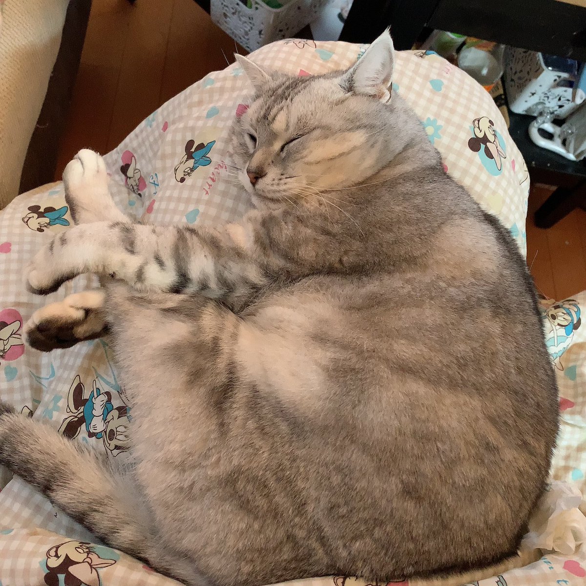 EnXsr's tweet photo. 今年一年ありがとうニャン😸
皆様良いお年をニャン😸 https://t.co/Hko4bbPjwg