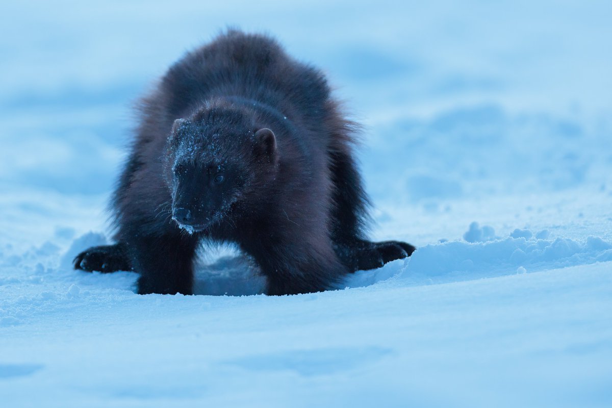 KRossinen's tweet photo. Ahma kaivamassa. #wolverine #diging #snow #cache https://t.co/ulYZ1HVT7c