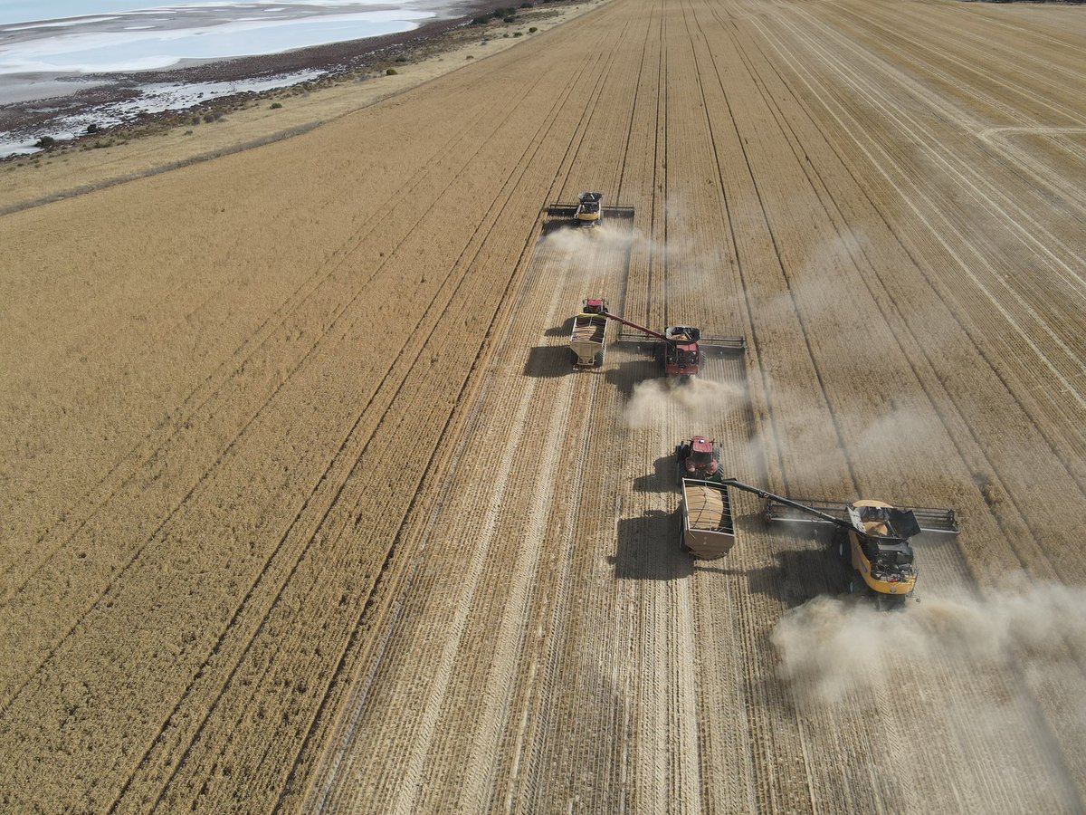 BurtwistleIan's tweet photo. Unreal mate

 #Harvest22 #Australia https://t.co/4rXPgy0Ada