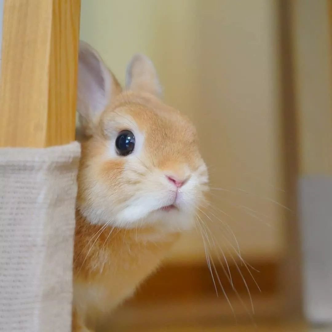 alvlfrh00's tweet photo. 평소 인섭이             질투나서 조금 심란한 인섭이 https://t.co/3sOdS3GxKl