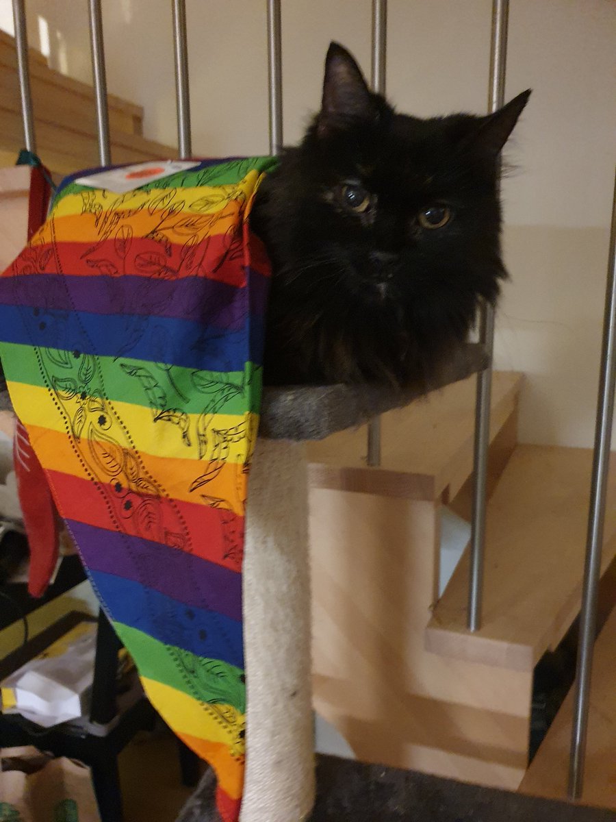 Queen92Sab's tweet photo. Lil cutie! Cassie shows off her christmas gift from santa! A pride coloured scarf 🌸🌸 https://t.co/wtYObRJY7D