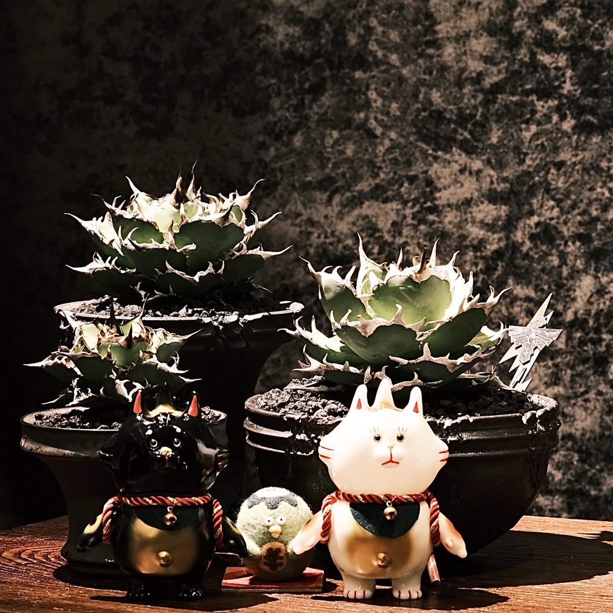 Wabi_daikanyama's tweet photo. 今年も大変お世話になり、ありがとうございました。あと少しで新年ですが、来年も何卒よろしくお願い致します。良いお年をお迎え下さい。
2023年1月の営業日時お知らせ
✨1/1日 12:00-18:30
@cj20130718
@wabi_daikanyama
#鉢植え
#tooco
#竜舌蘭
#アガベ
#アガベチタノタ
#cjplant https://t.co/sClDkTdR4r
