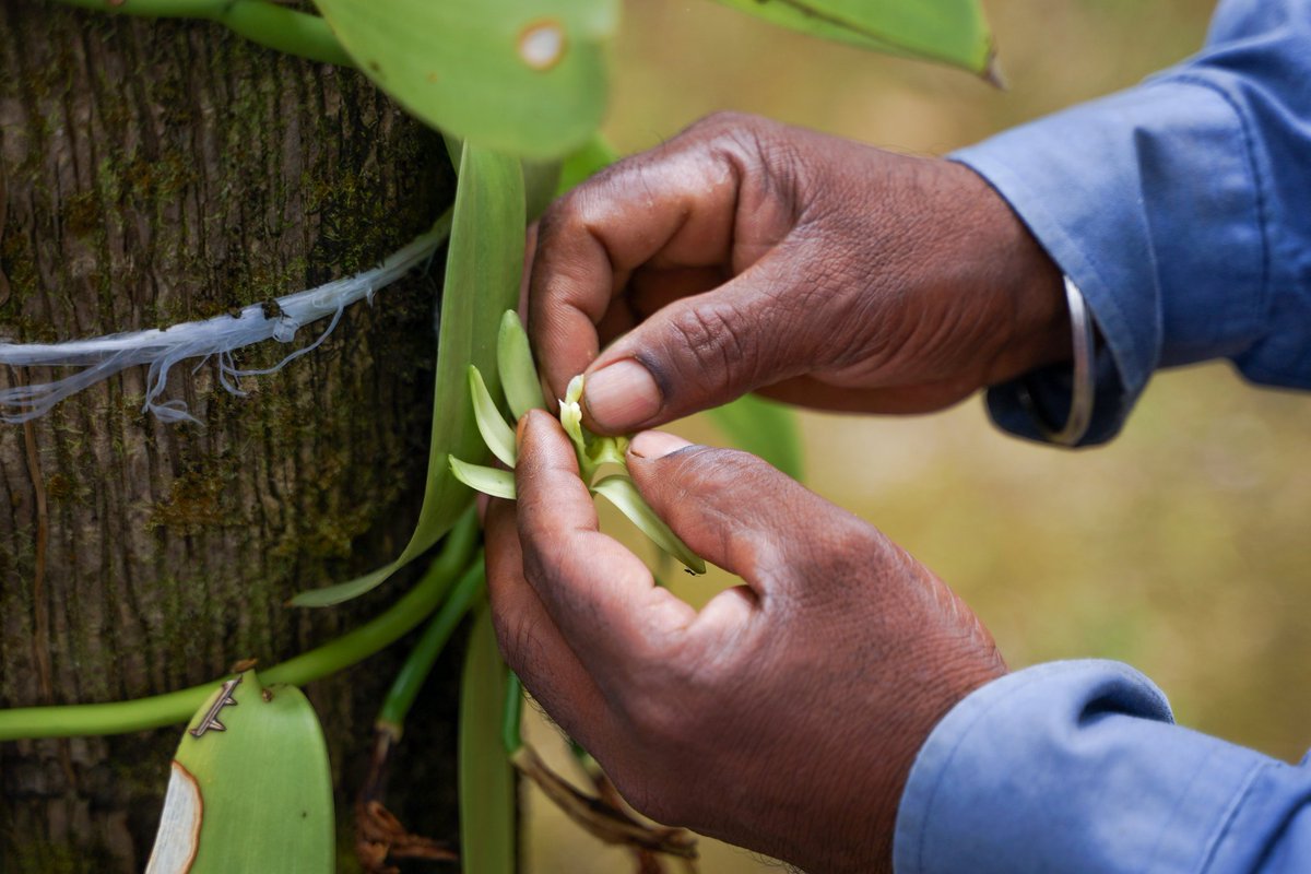 Two things that always fascinated me as a kid off the bucket list this year : raising #butterflies and learning how to hand pollinate #vanilla flowers.