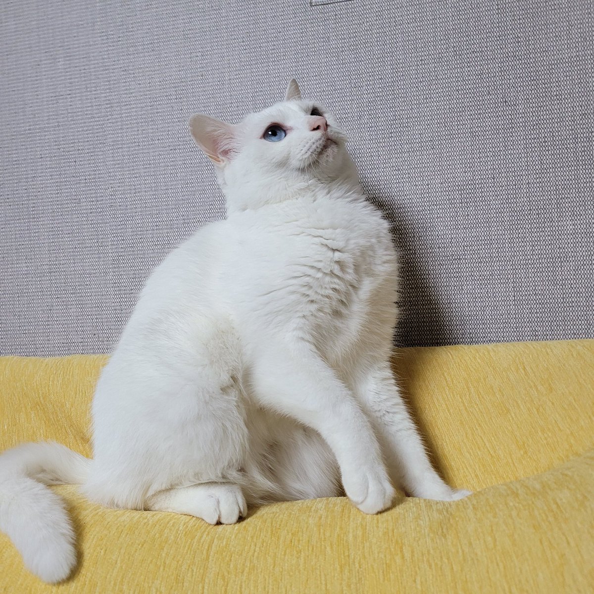 왕가슴 헬창 고양이(아님