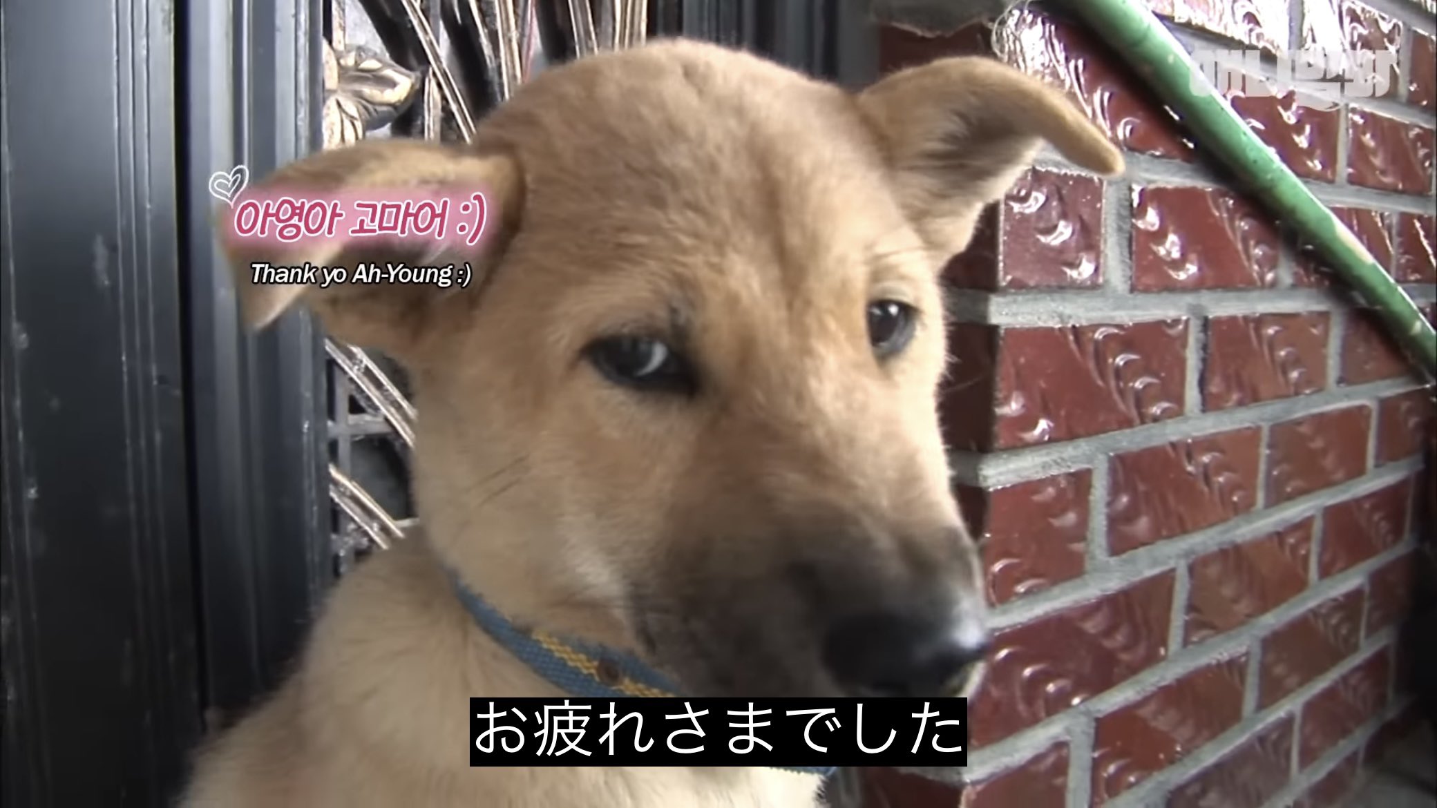 どうぶつ動画字幕bot on X: 