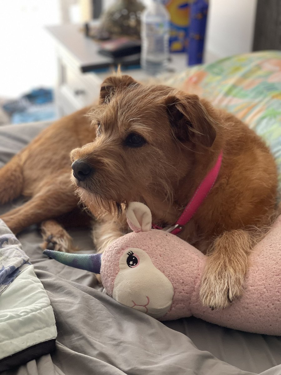 Am not soft, my Unicorn is scared. Am protecting him! Final pawtrol for da year! RaaAAA! Happy New Year my frends at #ZSHQ. #DogsofTwittter #DogsOnTwitter #dogs #HappyNewYear #unicorn #2023NewYear