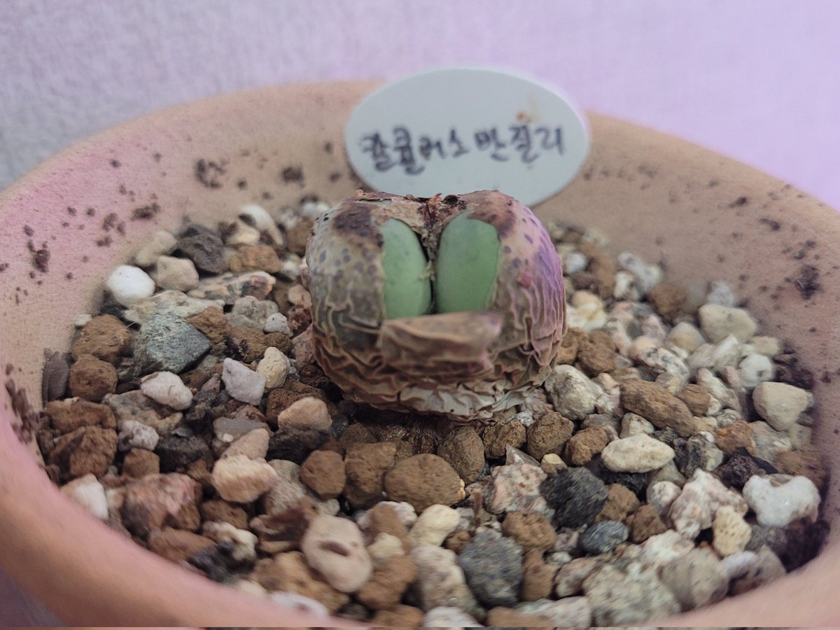 chalchal🌵 tweet media