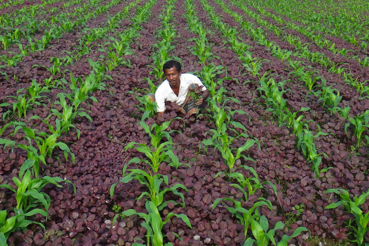 mongabay's tweet photo. Excessive use of chemical fertilizers is causing soil health degradation in Bangladesh, putting the country’s food security at risk reports @siddique1219.
https://t.co/IvHujw3RpC https://t.co/tirVUg22mV