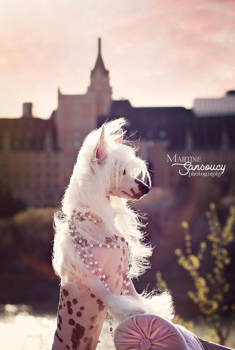 Such a stunning dog show session in #Saskatoon with this #ChineseCrested ❤️❤️❤️ 
#yxe #photography #dog #dogshow #dogs #dogsoftwitter #deltadess