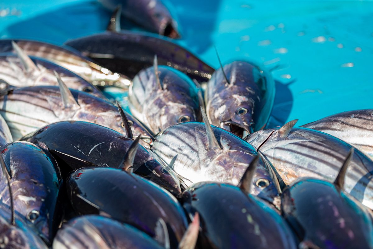 ZuvaanMasveriya's tweet photo. Emme ufaaveri dhuvahaky koba?
Masveriakah emme ufaaveri eh dhuvahaky masverikan rangalhu kmme dhuvaheh.
#fishing #fishinglife #onebyeone #Sustainability https://t.co/osikff4l4F