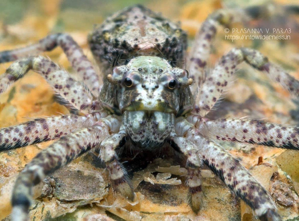 prasannaparab's tweet photo. Crab Spider (Tarrocanus sp.) [Thomisidae family], Goa, 🇮🇳 Habitat- edges of semi evergreen forest.

#spiderindia #spidersofindia #indianarachnology #indianspiders #goanspiders #spidersofgoa 
#olympus #olympuspro #natgeo #OLYMPUS #zuiko60mm https://t.co/4BKNTVQwJw