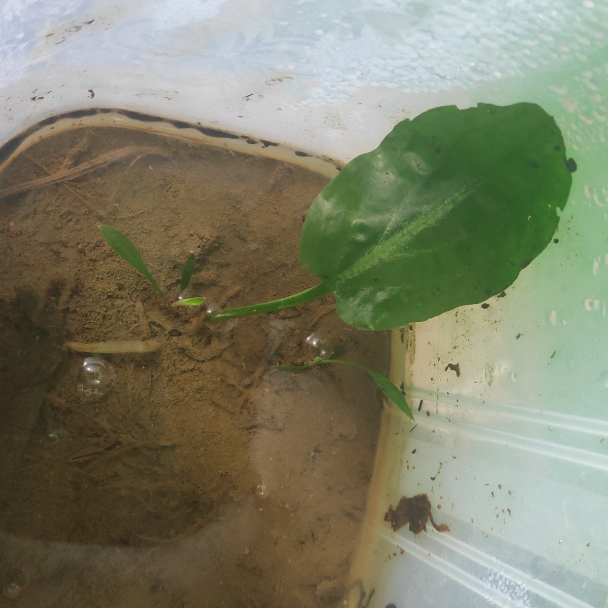 Adaaaaamumumu's tweet photo. Cryptocoryne L19
#riau #singkep https://t.co/HRKESkDjcO