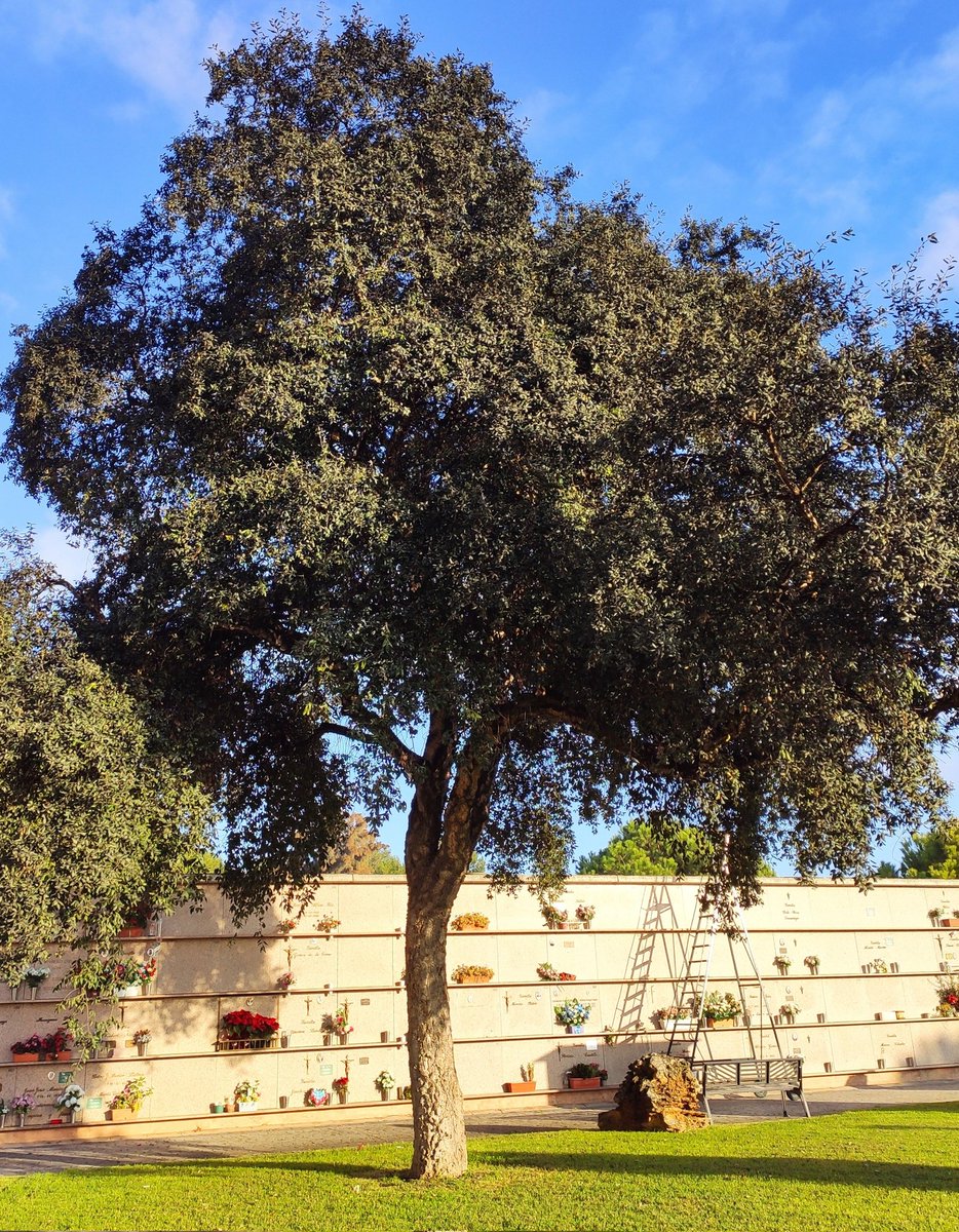 Feliç 2023. Surera. Quercus suber. Alcornoque. Arbre mediterrani, semblant a l'alzina . Presenta les fulles i els aglans iguals . Capçada menys densa. Tronc i branques són cobertes d'una capa de suro. Cementiri de Son Valentí. @SHNB_BSHNB <a href="/ajuntpalma/">Ajuntament de Palma</a> <a href="/goib/">Govern de les Illes Balears</a> <a href="/JovenesBotanica/">Jóvenes por la Botánica Española - JxBE</a>