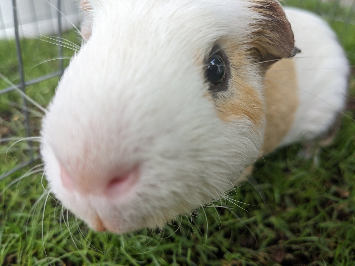 Humoschannel's tweet image. 今年もあとわずか！
「良いお年を〜✨」from ごはん

#guineapig #pet #モルモット #小動物 #癒やし
