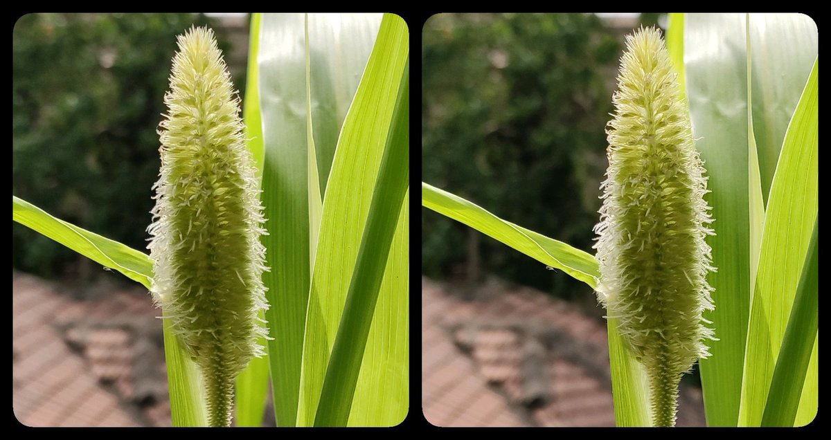 3d_india's tweet photo. New Harvest!! 

Stereoscopic 3D cross eye view. 

Saturday for 3D stereoscopy. 

Share your 3d  stereoscopic photography using hashtag #3DSaturdayStereo

Not an #AIArt but #HIArt 🤪

#3ds #stereoscopic #smalldickenergy #stereoscopy #3d #Artist #3dphoto https://t.co/wIEjqj8GuD https://t.co/uVRQCb34Cx