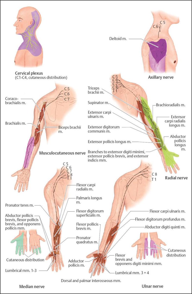 asterkawi's tweet image. Pain management relevant neurology examination #4

In the past 2 posts I covered radiculopathic pain. Now let us learn about mono-neuropathy. Finding the nerve(s) responsible for pain open many treatment options! 

YouTube education: youtube.com/channel/UC6A5C…