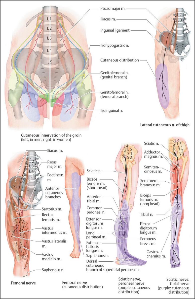 asterkawi's tweet image. Pain management relevant neurology examination #4

In the past 2 posts I covered radiculopathic pain. Now let us learn about mono-neuropathy. Finding the nerve(s) responsible for pain open many treatment options! 

YouTube education: youtube.com/channel/UC6A5C…