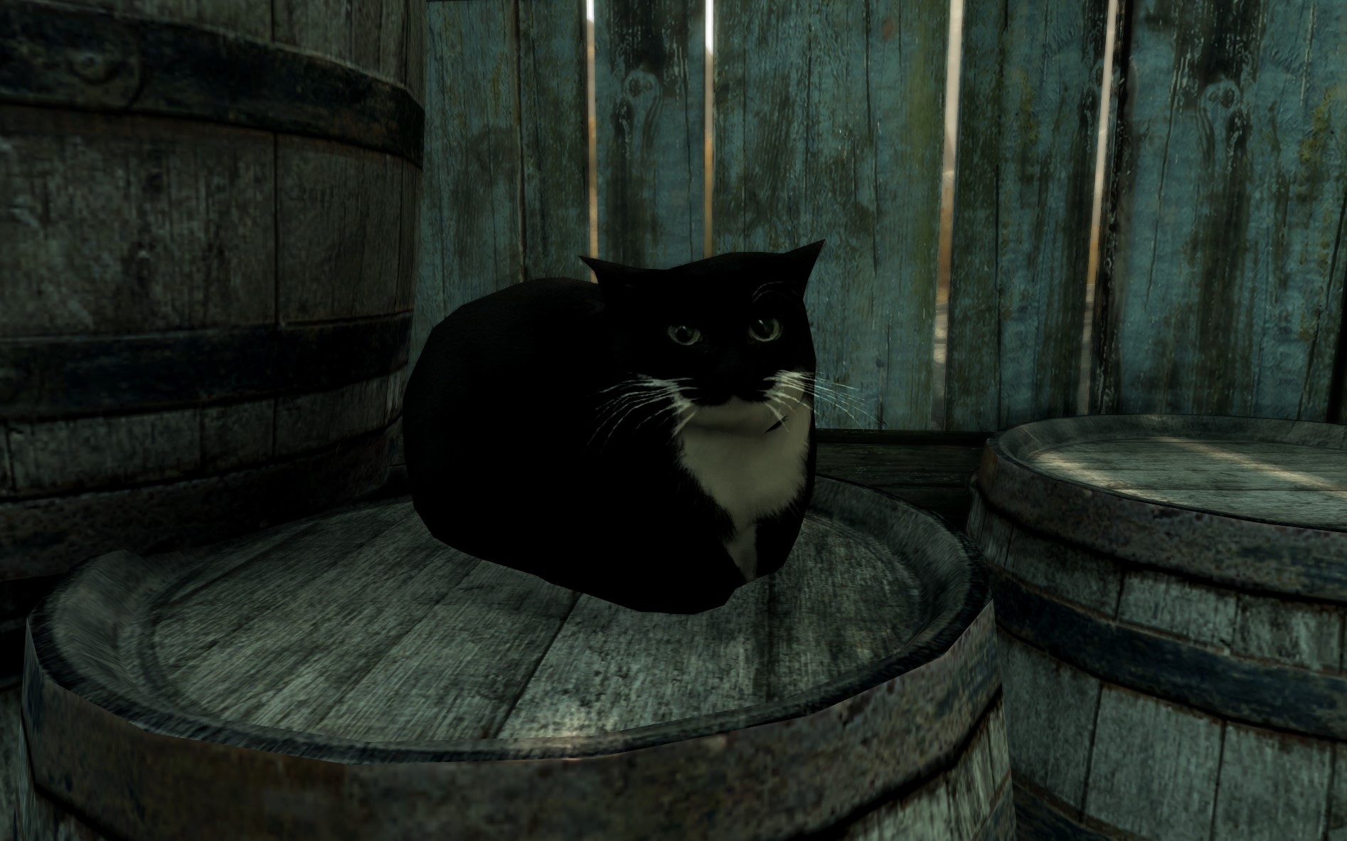 Skyrim SE MOD on Twitter "【アイテム/Maxwell the cat (misc item)】スカイリムに猫のMaxwellを追加します。 ホワイトランの厩舎にい