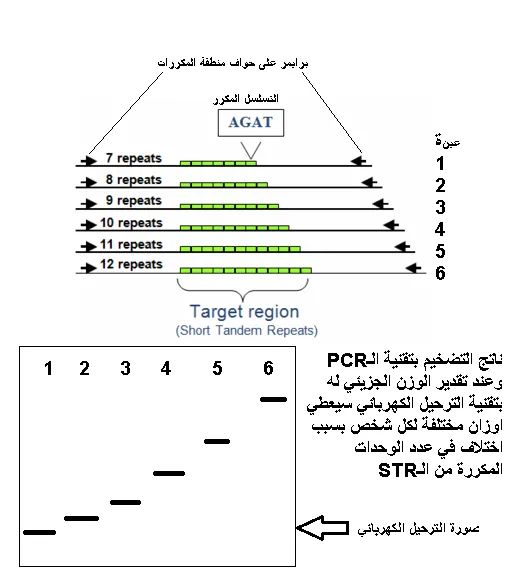 Short Tandem repeats STR
توجد مناطق منتشرة على كل جينوم الاحياء تقريبا تمتاز بكونها كثيرة التكرار وع...