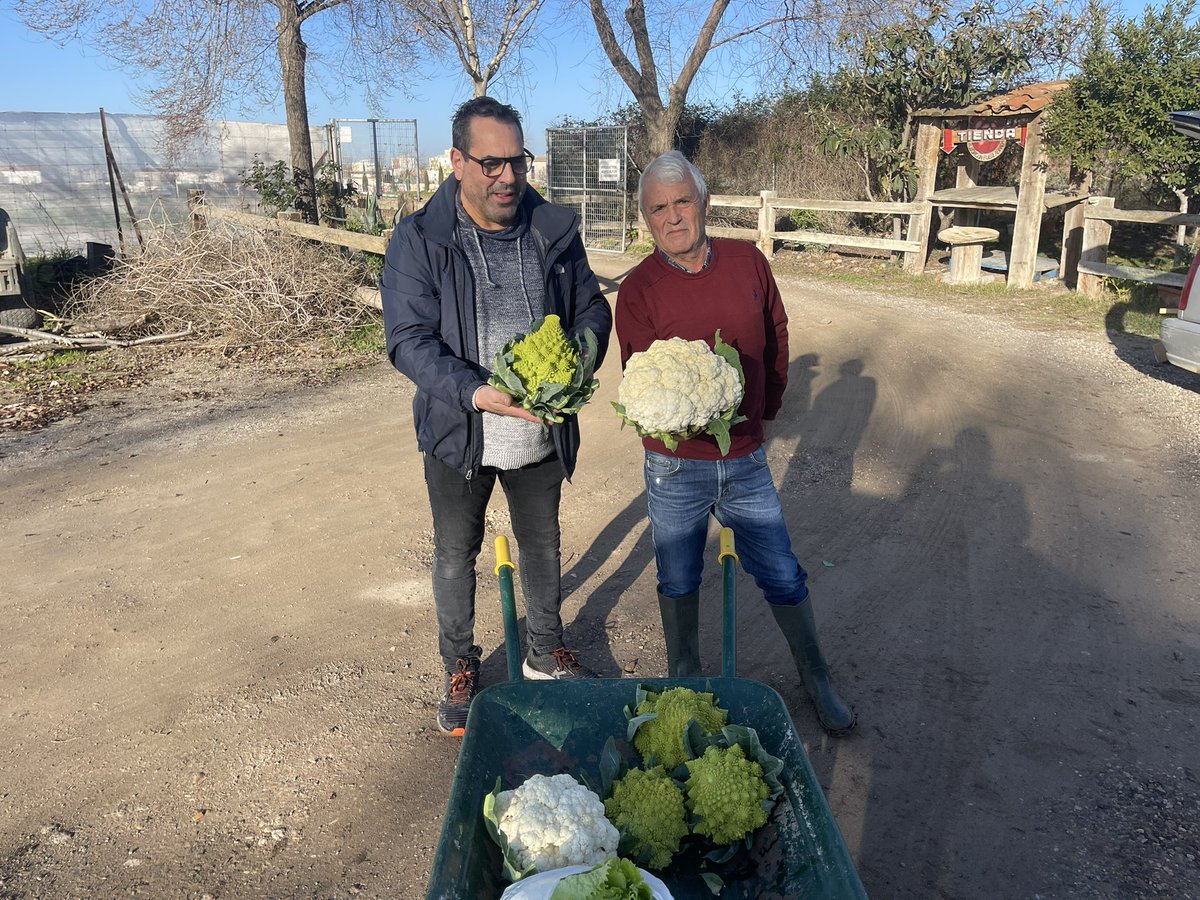 Despidiendo el año en el huerto de Susana con unos hermosos Romanescus y fantásticas Coliflores recogidas por Marceliano y Jose. 
Agricultura Ecológica entre #Alcorcón y #Fuenlabrada