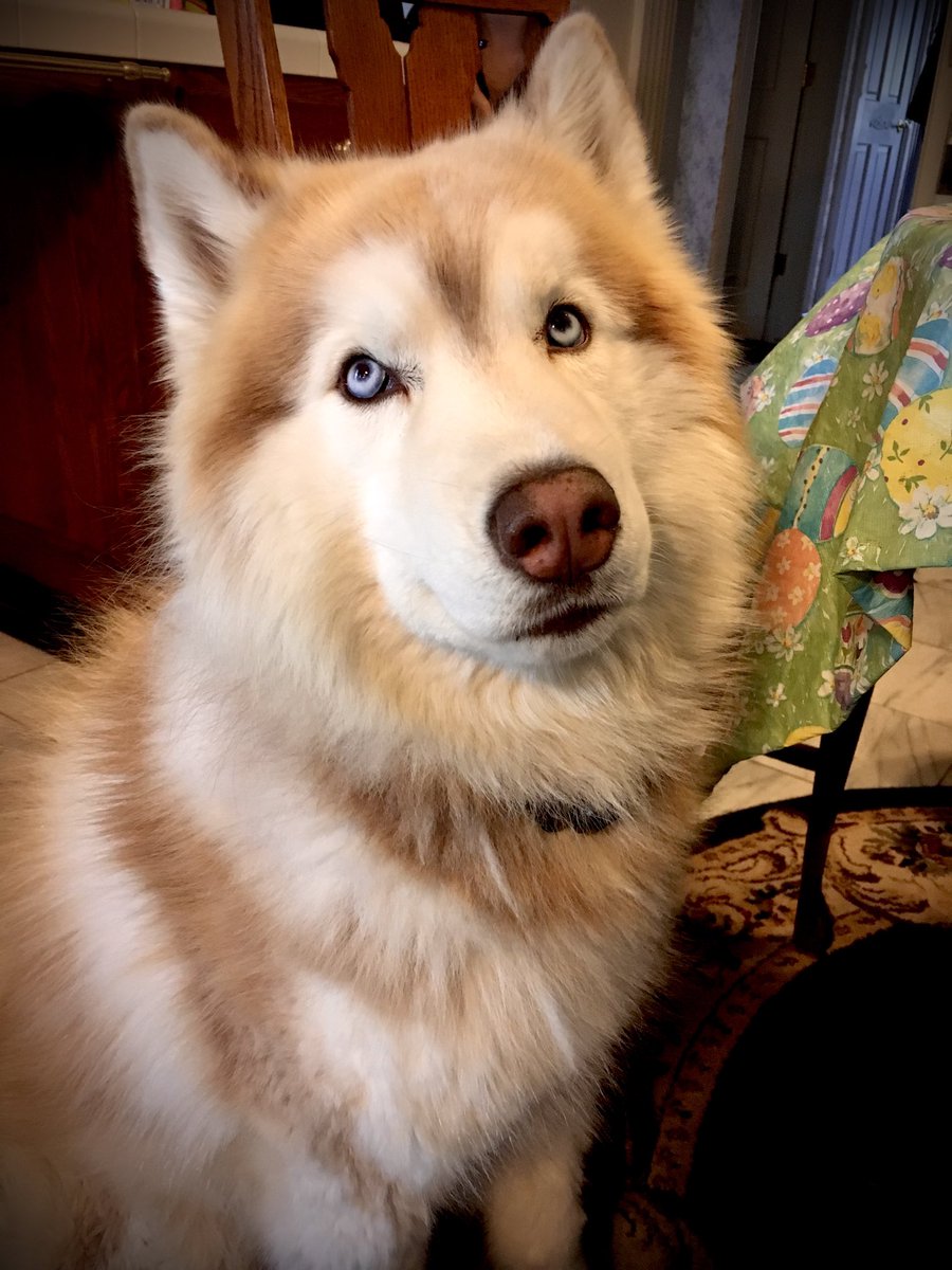 RowleyDaron's tweet photo. Flame 🔥 
You pasted on a Friday. The day was bright, the sun was magnificent. The hills were green and fresh with new smells everywhere. But our morning walk was lonely. My thoughts were of you, lovingly placed in your favorite place, to dream for the rest of eternity. 12/30/22 https://t.co/aYkOrHPDMO