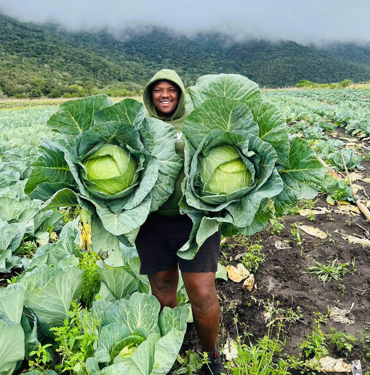 Agric_young's tweet photo. My name is Sihle Maseko (29). I am a #farmer🧑🏾‍🌾from Burnshill,Qoboqobo. I am selling about 10–15 thousand cabbages🥬every month to both the formal &amp; informal markets.
📞:0785652098;
📧 :masekosihle18@gmail.com;
#agriculture #farming #agribusiness #NewYear2023 #cabbage #NewYearsEve https://t.co/WysFzMBAQo