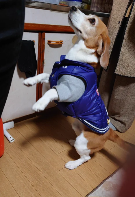 年末いぬ! 