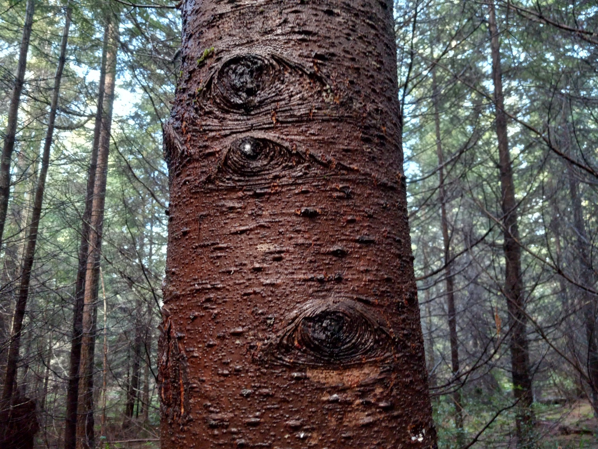 Judy Zelmer on Twitter ""The Trees Have Eyes" A new horror movie idea
