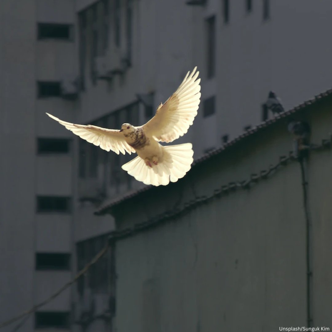 UNESCO's tweet photo. There are 8 billion ways of ‘being human’ but only one path to peace. And it is through tolerance and understanding.

Let’s end this year by celebrating the diversity that makes us strong &amp; the values that bring us together! https://t.co/CK0UtdxL6b