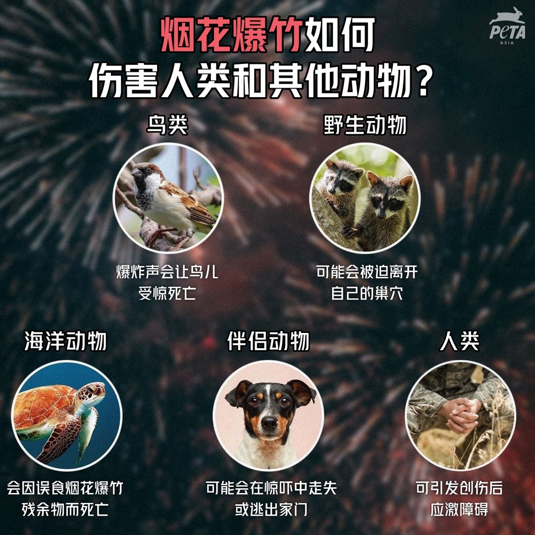 PETAAsiaZH's tweet photo. 爱护动���也爱护我们自己，跨年请向烟花爆竹说不🙅🏻‍♀️

#Fireworks #BeKindToAnimals #RespectAnimals #AnimalRights #AnimalFacts #PTSD #SeaLife #MarineLife #AquaticLife #ProtectWildlife #Birds #FireworksSuck #IHateFireWorks https://t.co/11GjN9YsGS