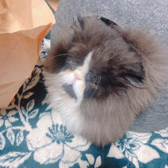 大掃除・邪魔・猫 