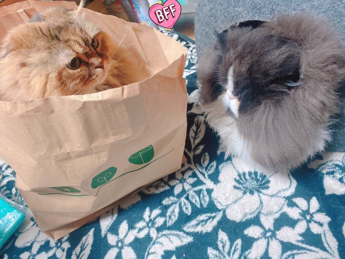 大掃除・邪魔・猫 