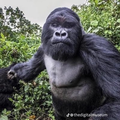 RipMufasa_'s tweet photo. #NewProfilePic https://t.co/vaiXoK8Doe