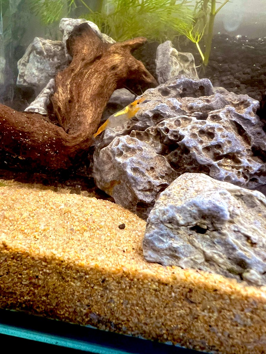 taro00991122's tweet photo. 朝からお出かけしてアクアリウムショップでオレンジルリーシュリンプを4匹お迎え🫡頭と尻尾はオレンジなのに真ん中の胴体は透明って言う面白いエビさんです🦐 https://t.co/Vc9aHTsoVN