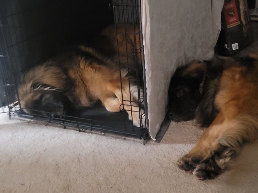 When your new brother loves you but you still need a little space.  #dogsoftwitter