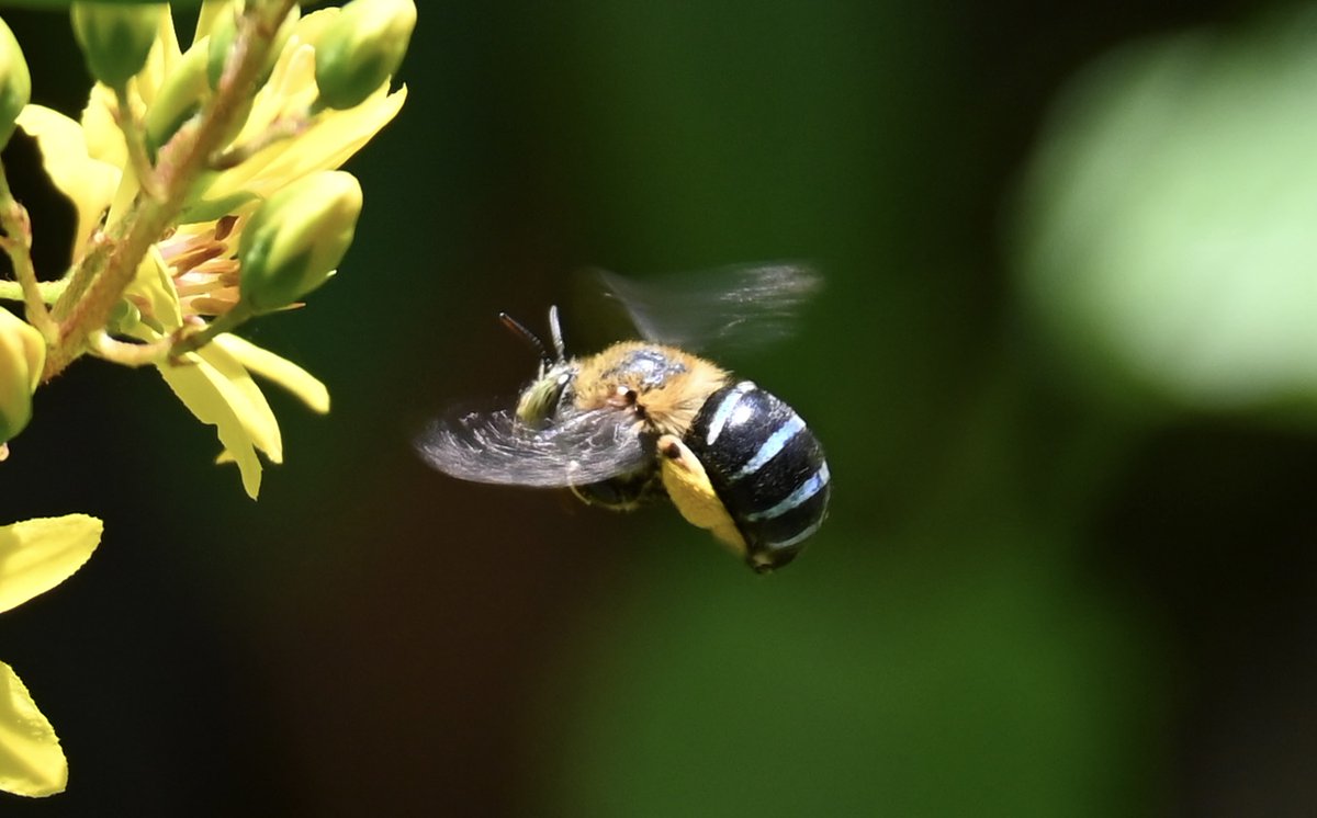 Bring on 2023!! Pictured here is the blue banded bee - always a special sight to see ~ Best Wishes from the team at Thala Beach Nature Reserve 🌿✨🌴
#exploreTNQ #portdouglasdaintree #thisisqueensland #thalabeach #seeaustralia  #explorecairnsGBR #bluebandedbee #happynewyear #2023